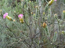 Saltera sarcocolla stems with leaves and without